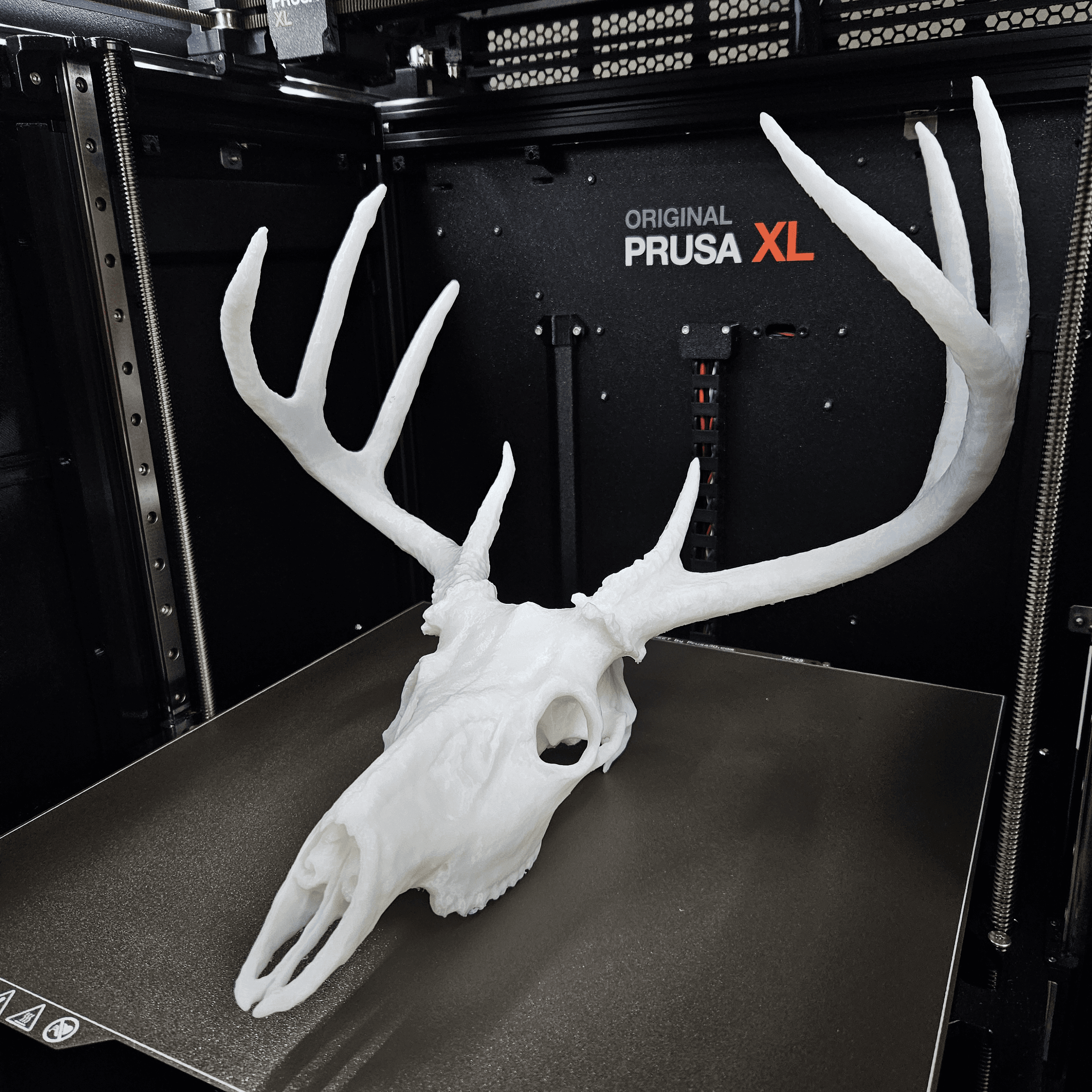 White-tailed Deer Skull 3d model