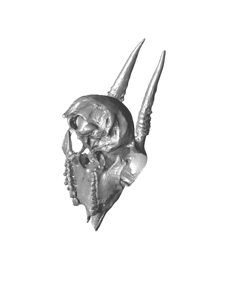 Dik-Dik Skull 3d model