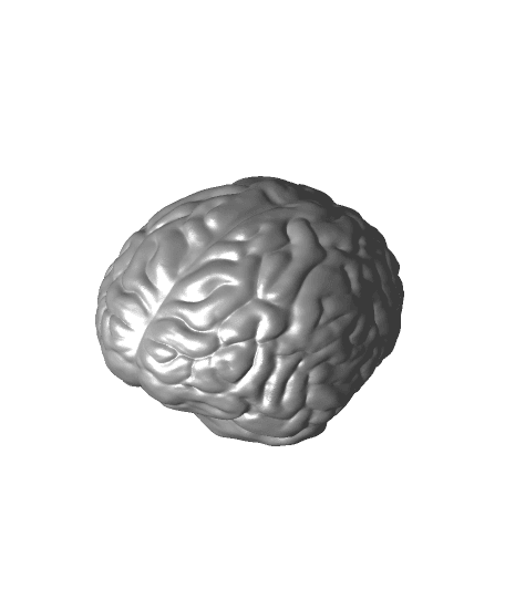 It's a brain! 3d model
