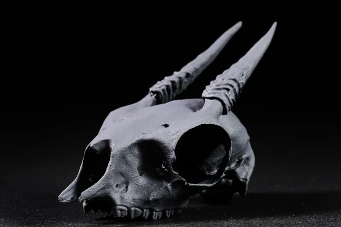 Dik-Dik Skull 3d model