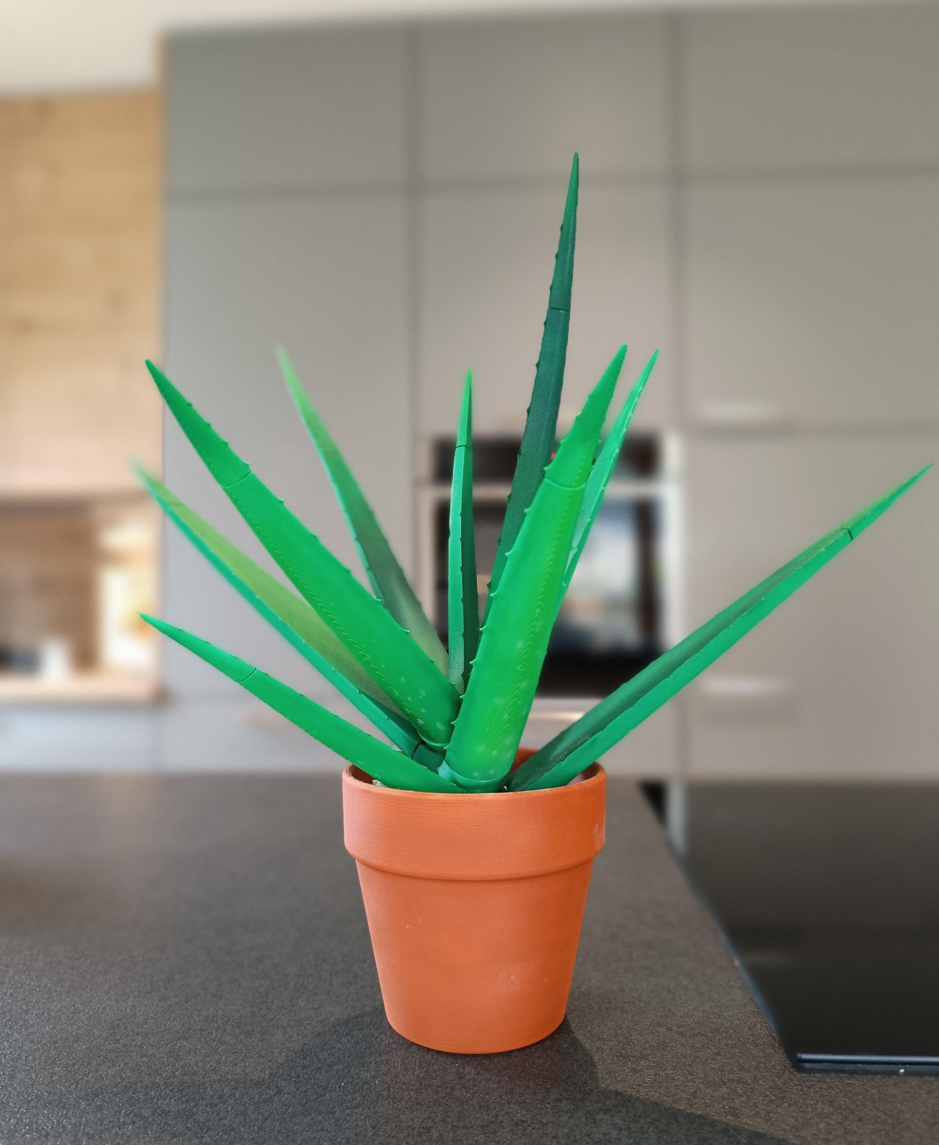 Aloe Vera Pen Plant - Aloe Vera - 3d model