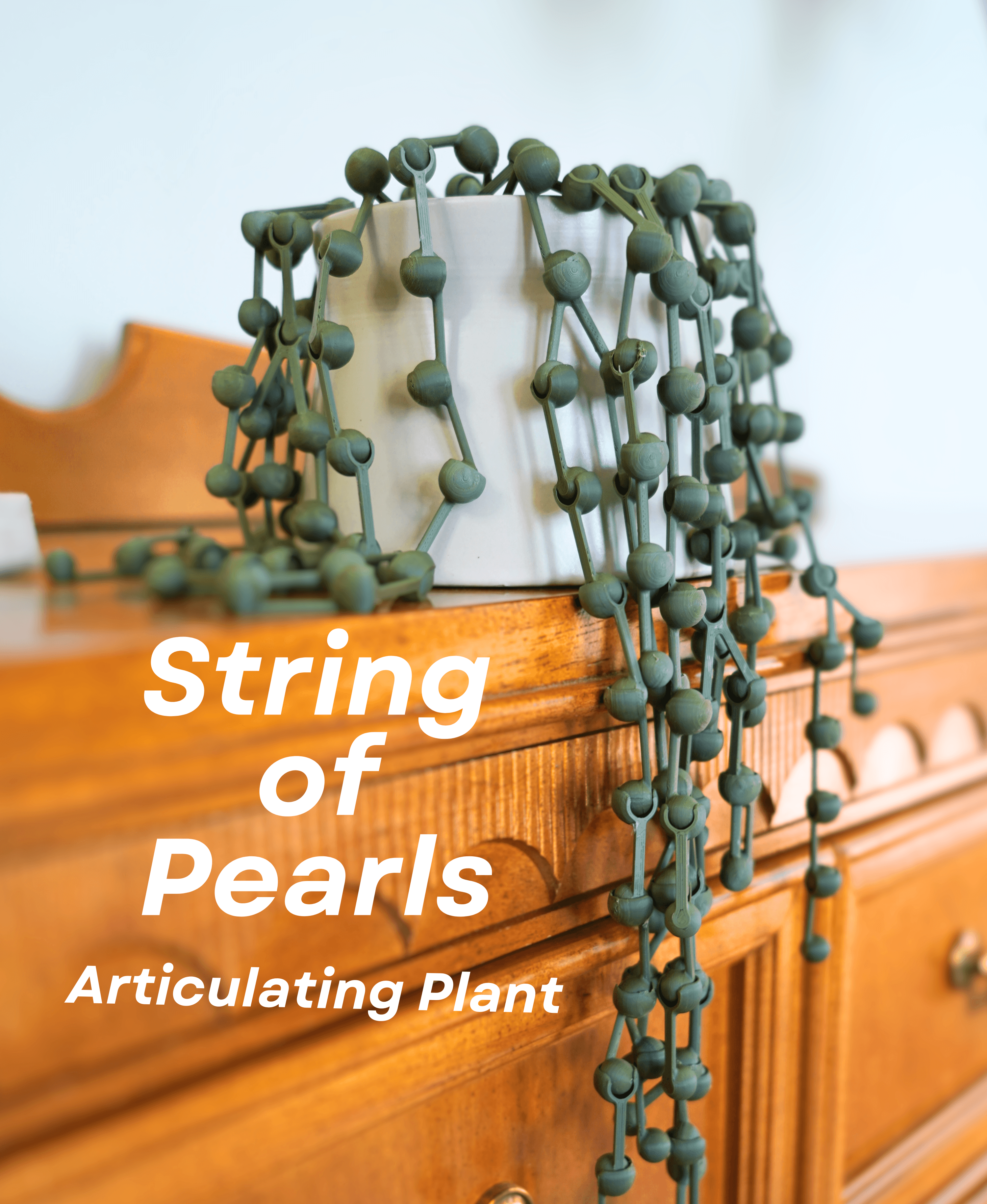 String of Pearls Articulating Plant 3d model