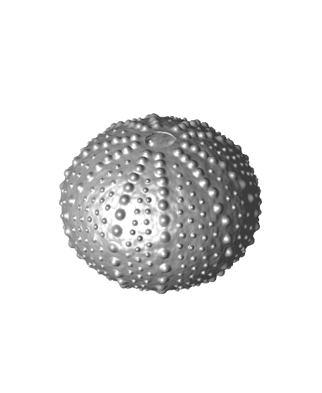 Sea Urchin Shells (Bumpy) 3d model