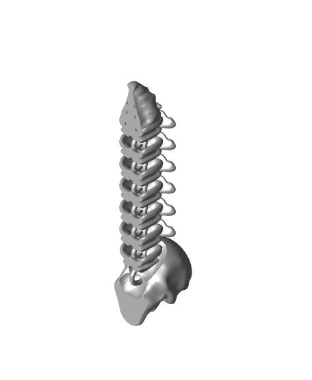 Skele-Spine_v2_Loose.stl 3d model